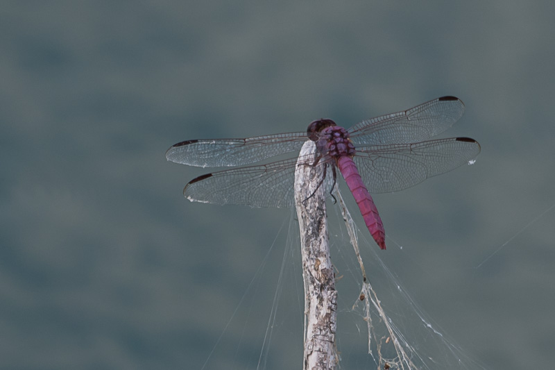 roseate skimmer